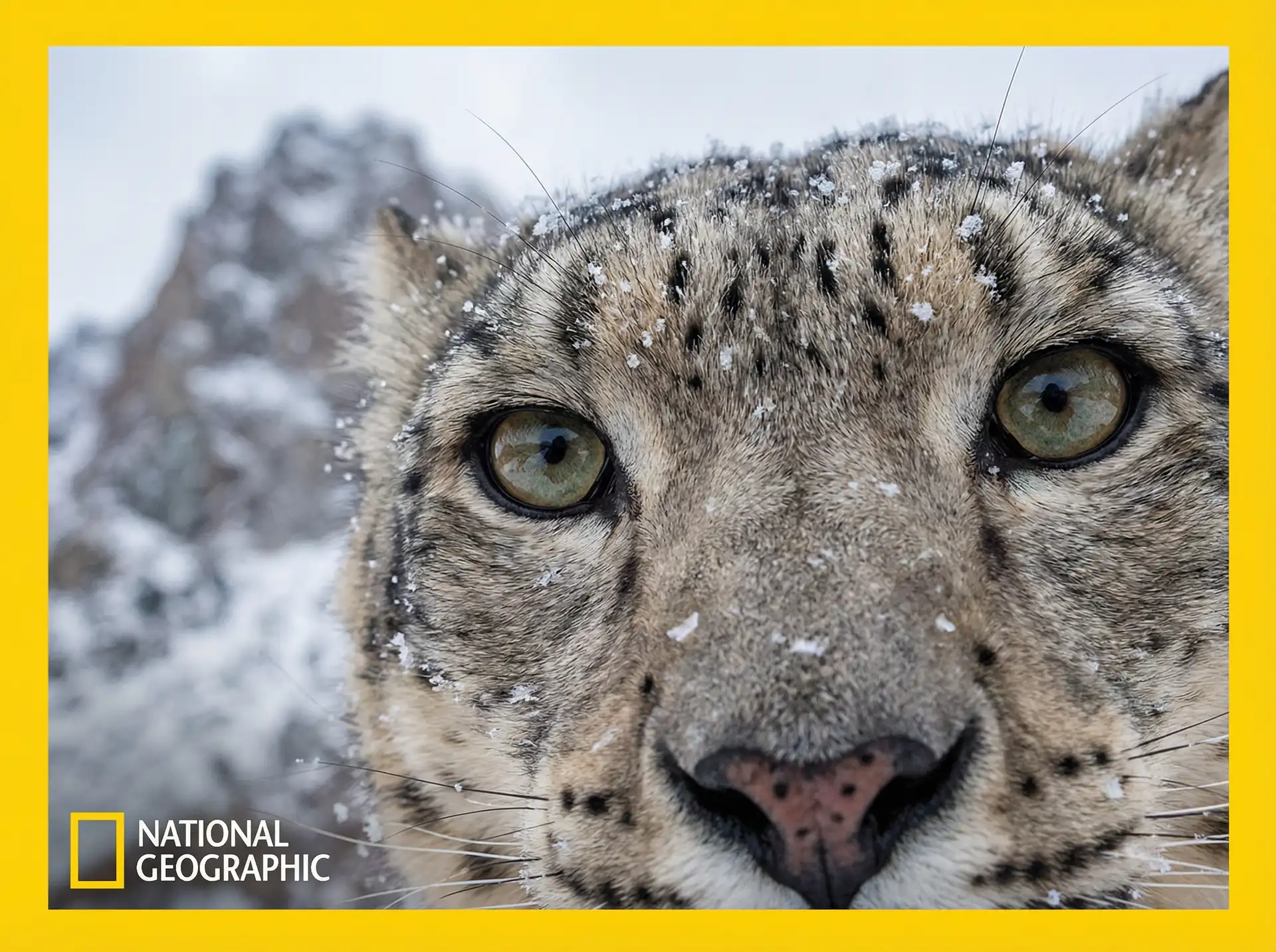 雪山幽灵 - 猎奇纪录片 小宝探花